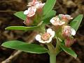 Strapwort Spurge